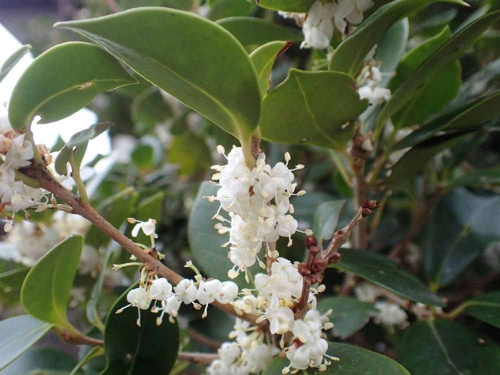 ヒイラギ(柊)　白い花