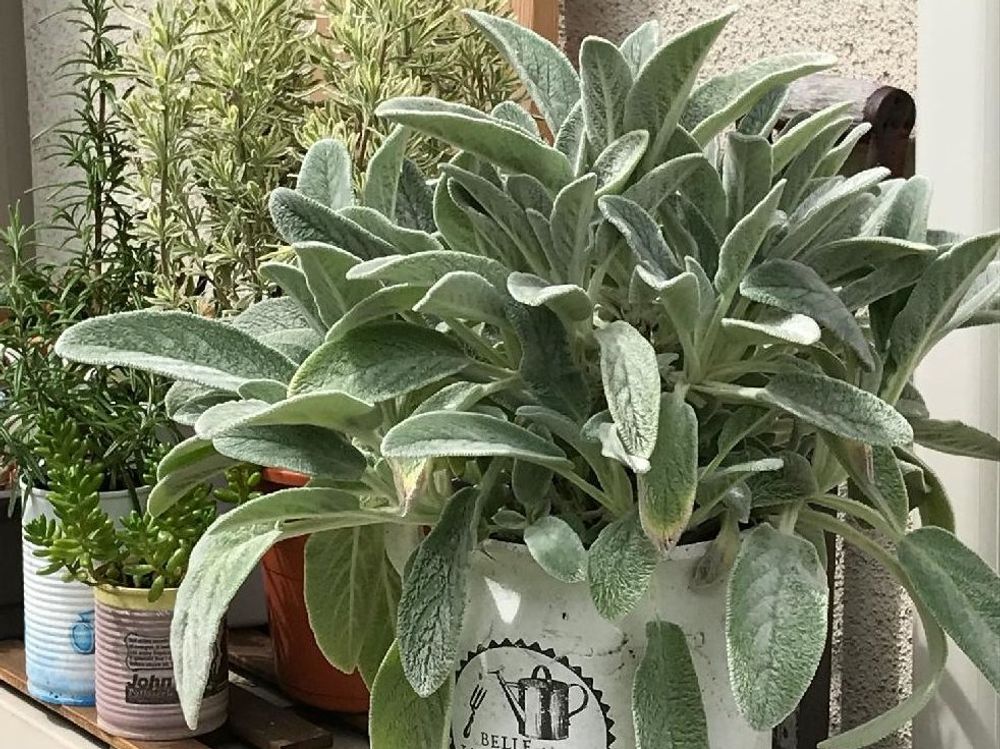 鉢植えのラムズイヤー