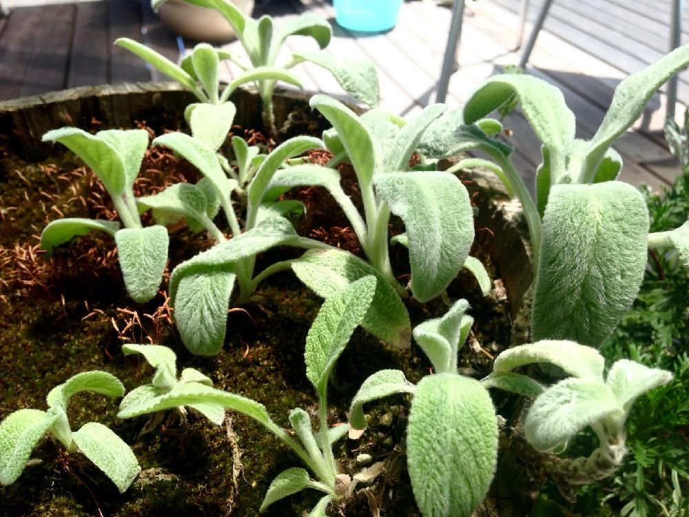 ラムズイヤーの苗　鉢植え