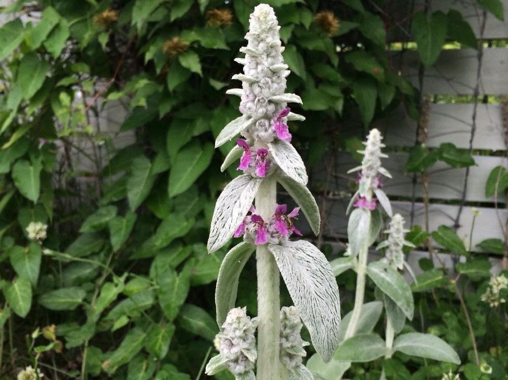 ラムズイヤーの花