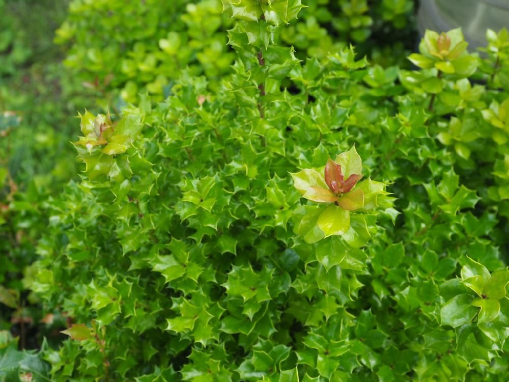 ヒイラギ(柊)　葉