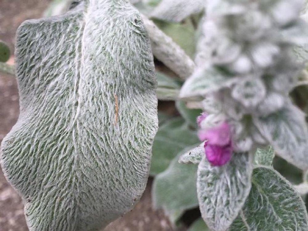 ラムズイヤーのもこもことした葉と花