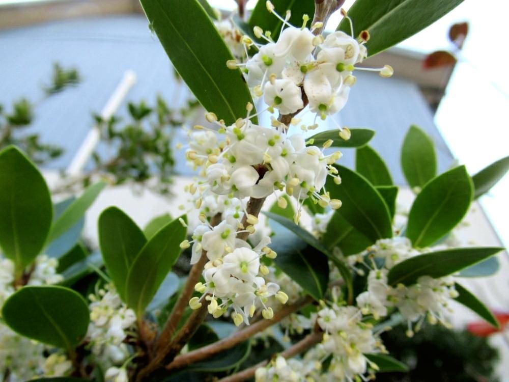 ヒイラギ(柊)　白い花