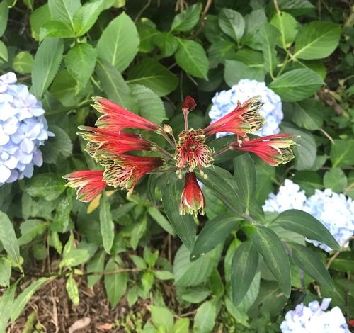 アルストロメリアの花言葉 色別の意味や花の種類は 花束におすすめ Greensnap グリーンスナップ