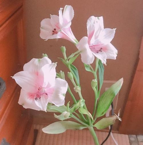 アルストロメリアの花言葉 色別の意味や花の種類は 花束におすすめ Greensnap グリーンスナップ