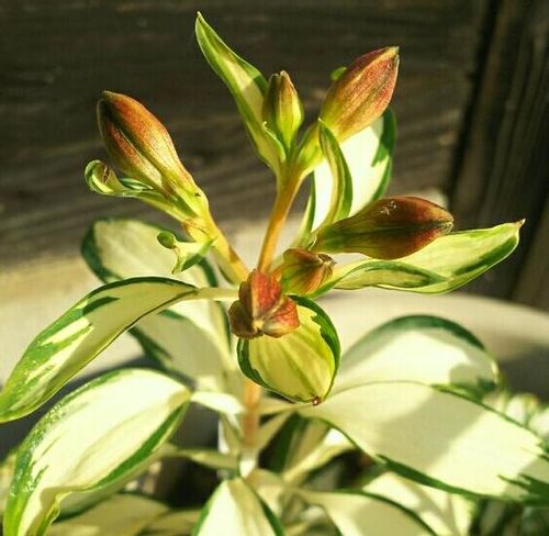 アルストロメリアの花言葉 色別の意味や花の種類は 花束におすすめ Greensnap グリーンスナップ アルストロメリアの花言葉 色別の意味や花の種類は 花束におすすめ Greensnap グリーンスナップ