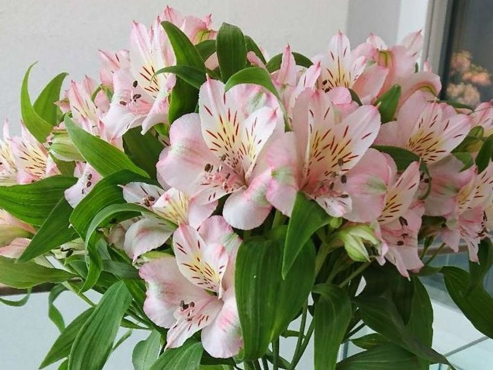 アルストロメリア　ピンク色の花