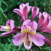 アルストロメリアの育て方｜植え替え時期や増やし方は？の画像