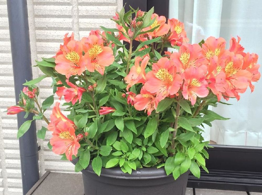 アルストロメリア　オレンジ色の花