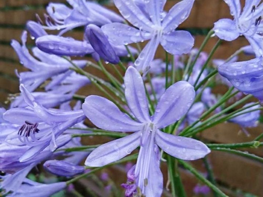 アガパンサス　紫色の花