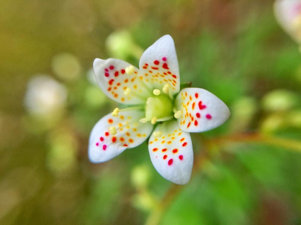 クモマグサ(雲間草)　シコタンソウ　白い花