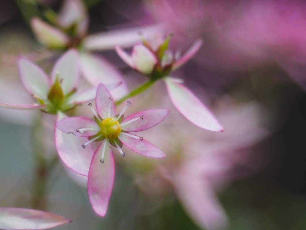 クモマグサ(雲間草)　ダイモンジソウ　薄桃色の花