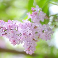 ライラックの育て方｜植え替えや肥料の時期は？剪定の方法は？の画像