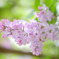 ライラックの育て方｜鉢植えの植え替え時期はいつ？挿し木で増える？の画像