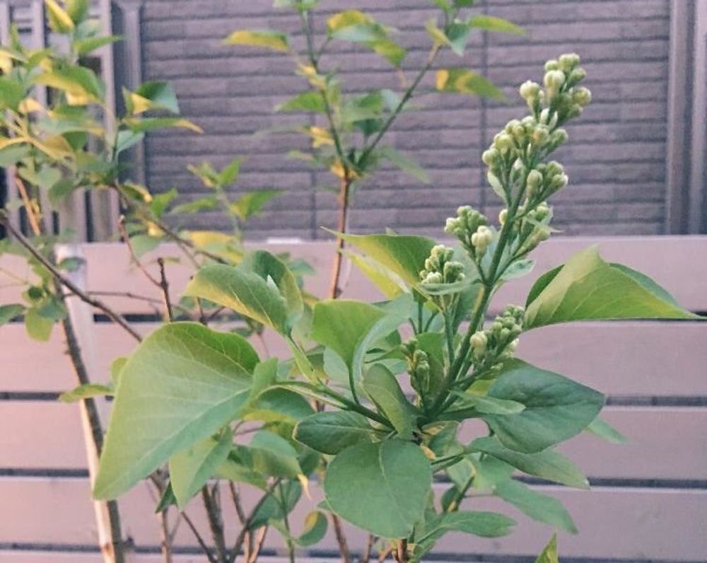 ライラック　鉢植え