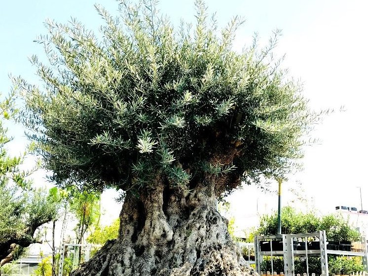 オリーブの木,た植物/観葉植物 シプレッシーノ『特大、綺麗な樹形 