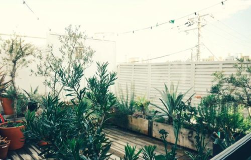 オリーブの木の育て方 鉢植え栽培のコツは 収穫するには別の株が必要 Greensnap グリーンスナップ