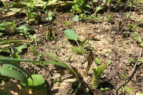 エビネの育て方 植え替えの時期や肥料の与え方は Greensnap グリーンスナップ