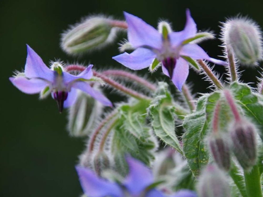 ボリジ　紫色の花