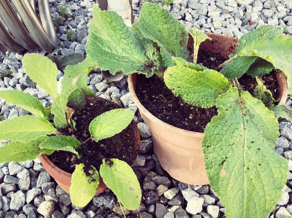 ボリジ　鉢植え　葉