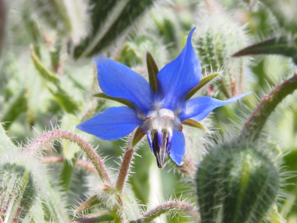 ボリジ　青い花