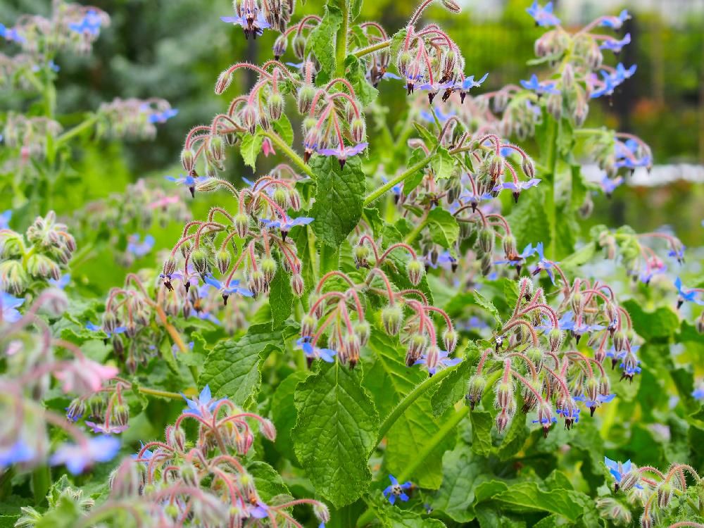 ボリジ　青い花