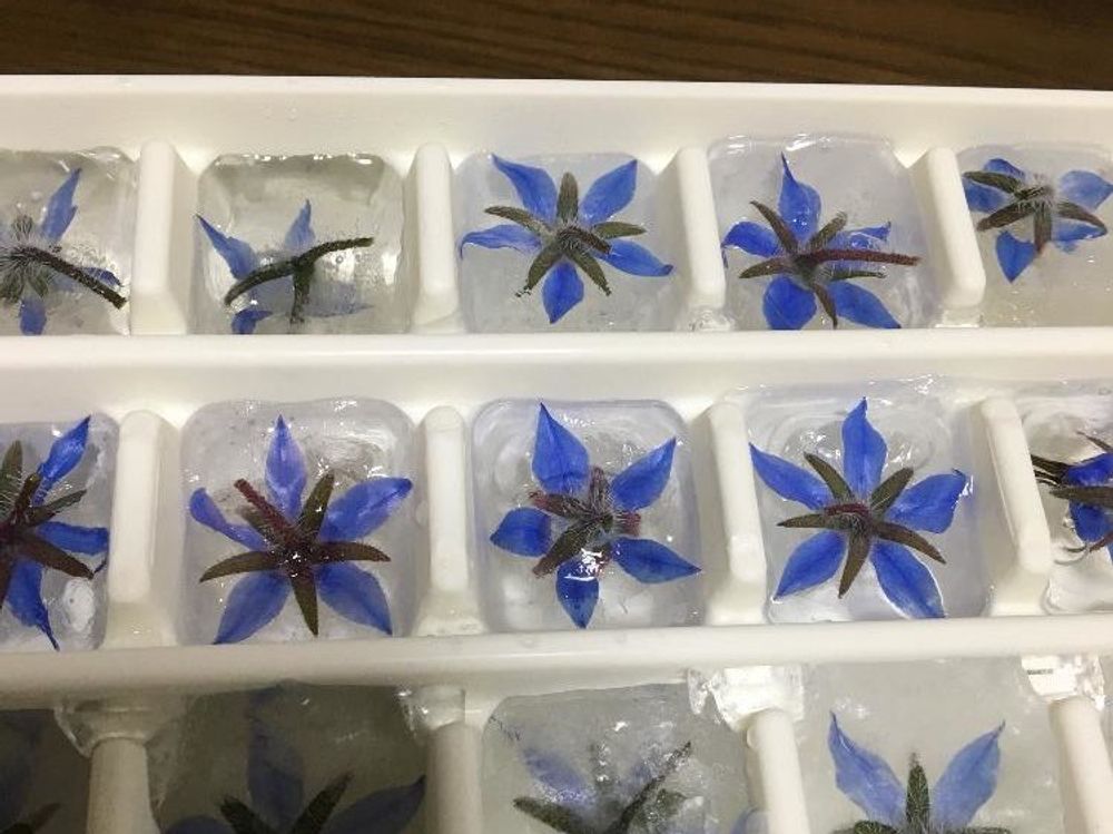 ボリジ　青い花　氷漬け