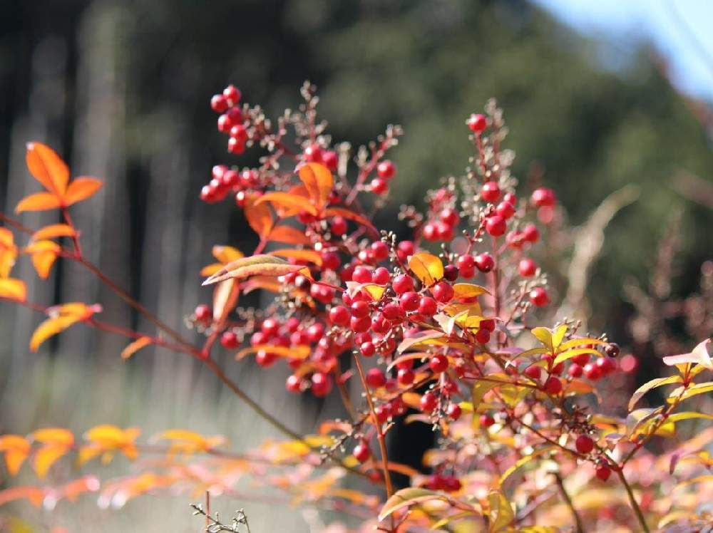 ナンテン、Photo by よしさん