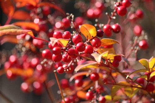 小鳥たちもだいすき 庭木におすすめな 赤い実 がなる木たち Greensnap グリーンスナップ