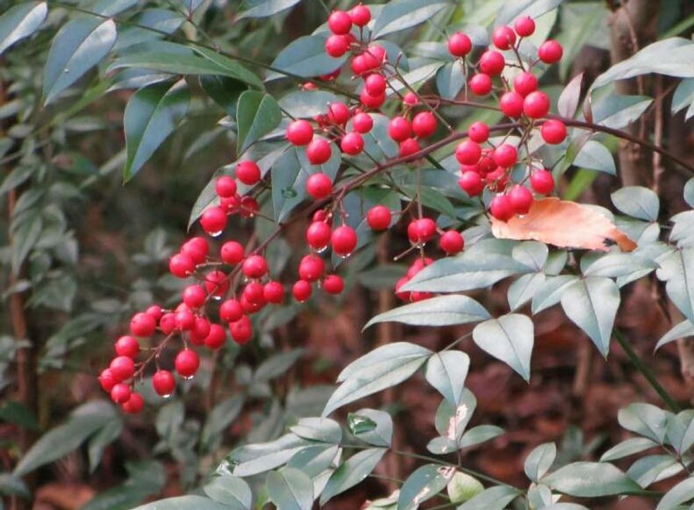 ナンテン　赤い実　水滴