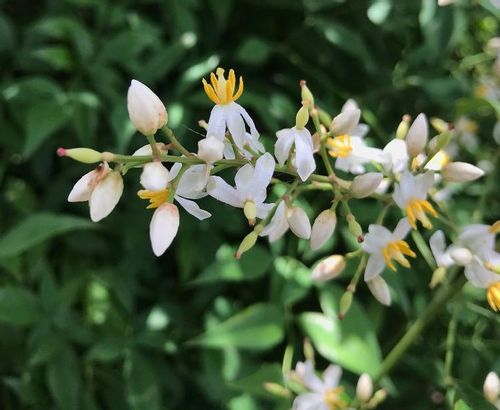 南天 ナンテン の育て方 植え替えや挿し木の時期は 鉢植えでもok Greensnap グリーンスナップ