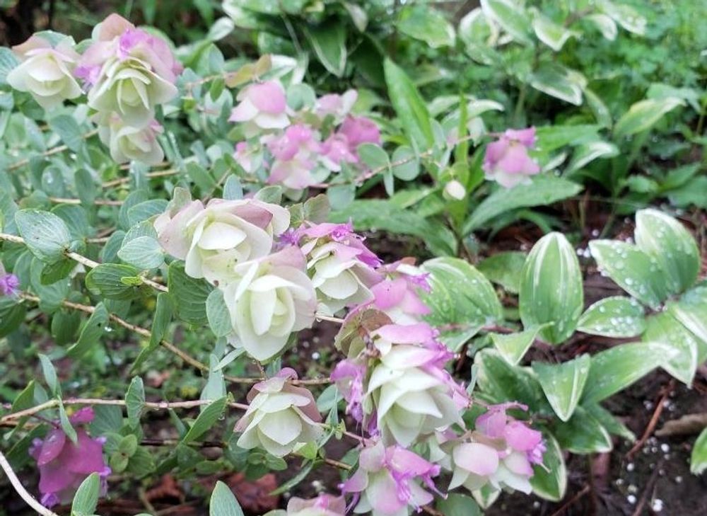 オレガノケントビューティー　photo by　hanamizuki