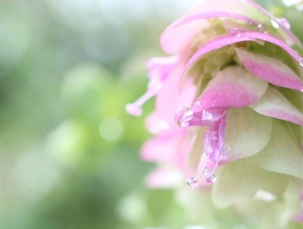 オレガノケントビューティー　photo by　ハルジオン2