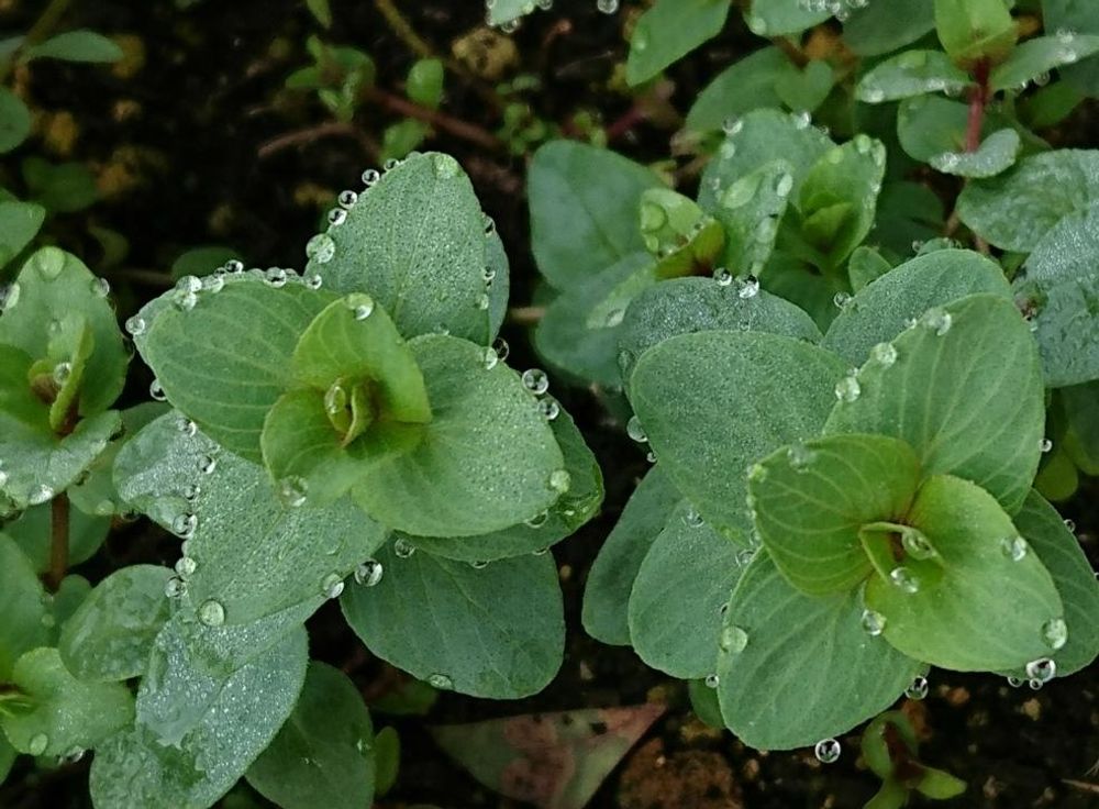 オレガノケントビューティー　photo by　蛙くん
