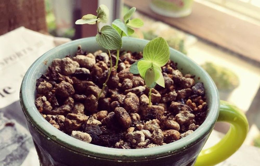 オレガノケントビューティー　photo by　poccino