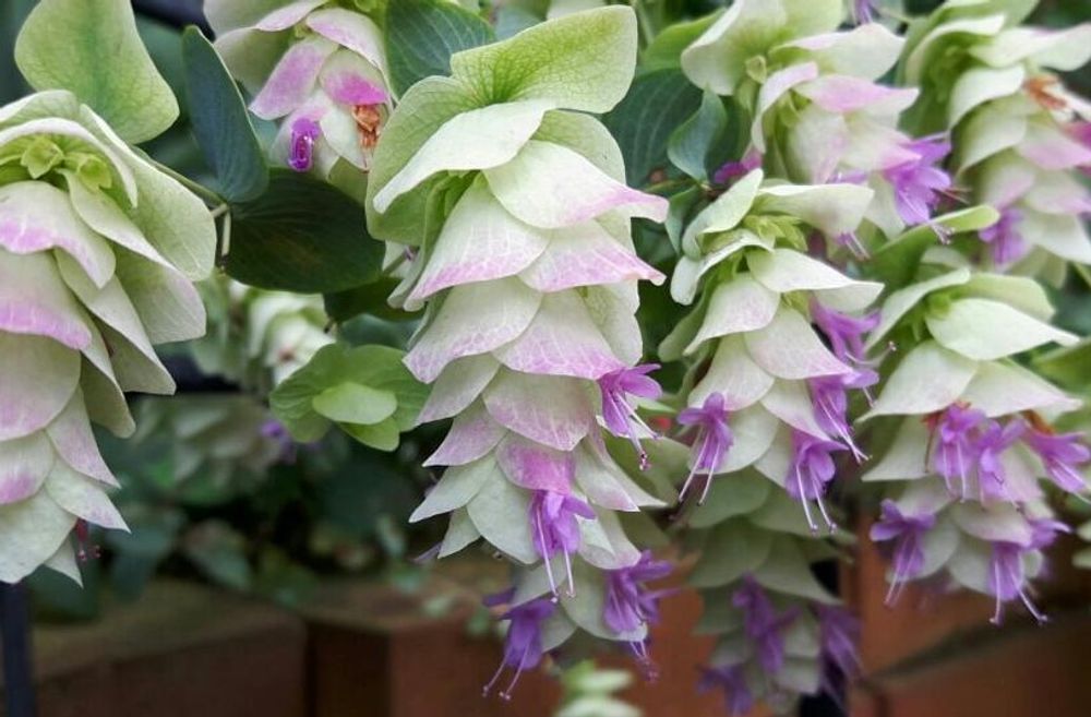 オレガノケントビューティー　photo by　ひな