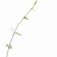 マツリカ(アラビアンジャスミン)の育て方｜苗は地植えと鉢植えどっちがいい？の画像