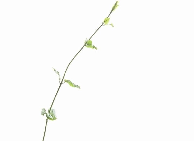 マツリカ アラビアンジャスミン の育て方 苗は地植えでも鉢植えでもいい Greensnap グリーンスナップ