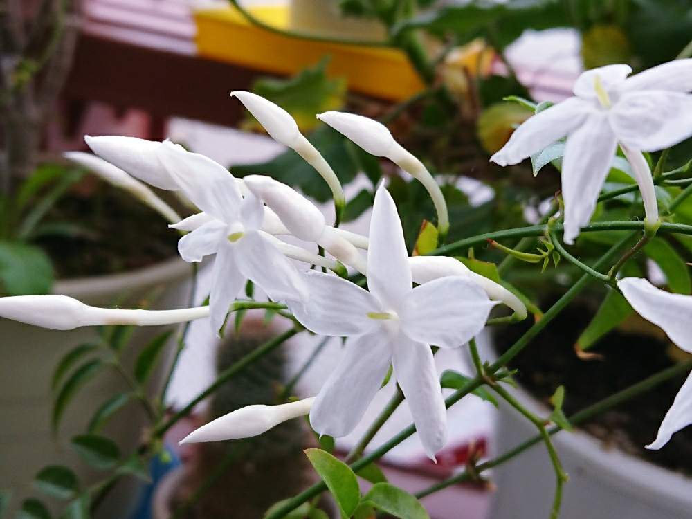 マツリカ(アラビアンジャスミン)　白い花