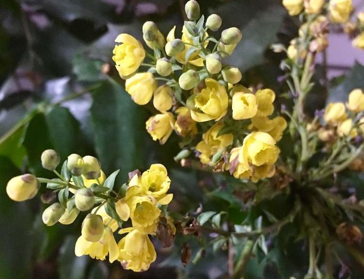 ヒイラギナンテン(柊南天)　黄色い花