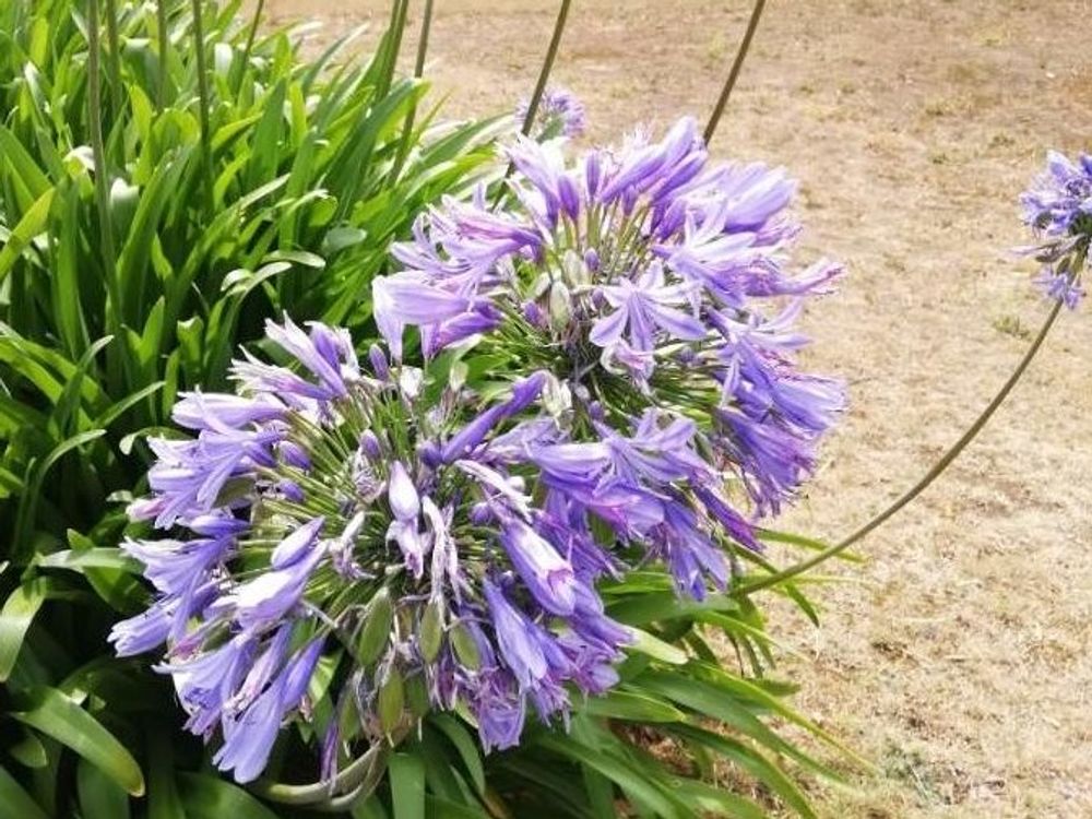 アガパンサス　紫色の花　日向