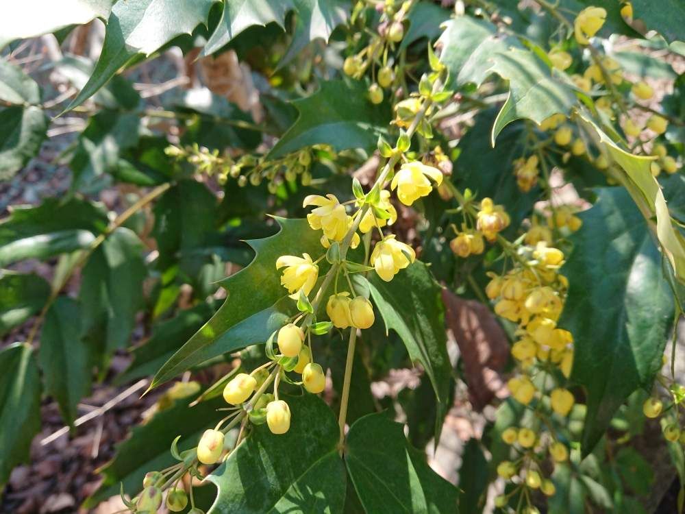 ヒイラギナンテン(柊南天)　黄色い花