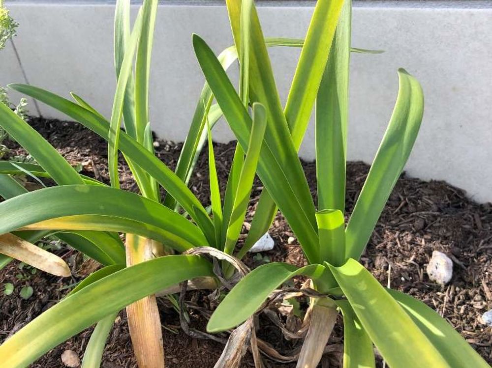 アガパンサス　プランター　株