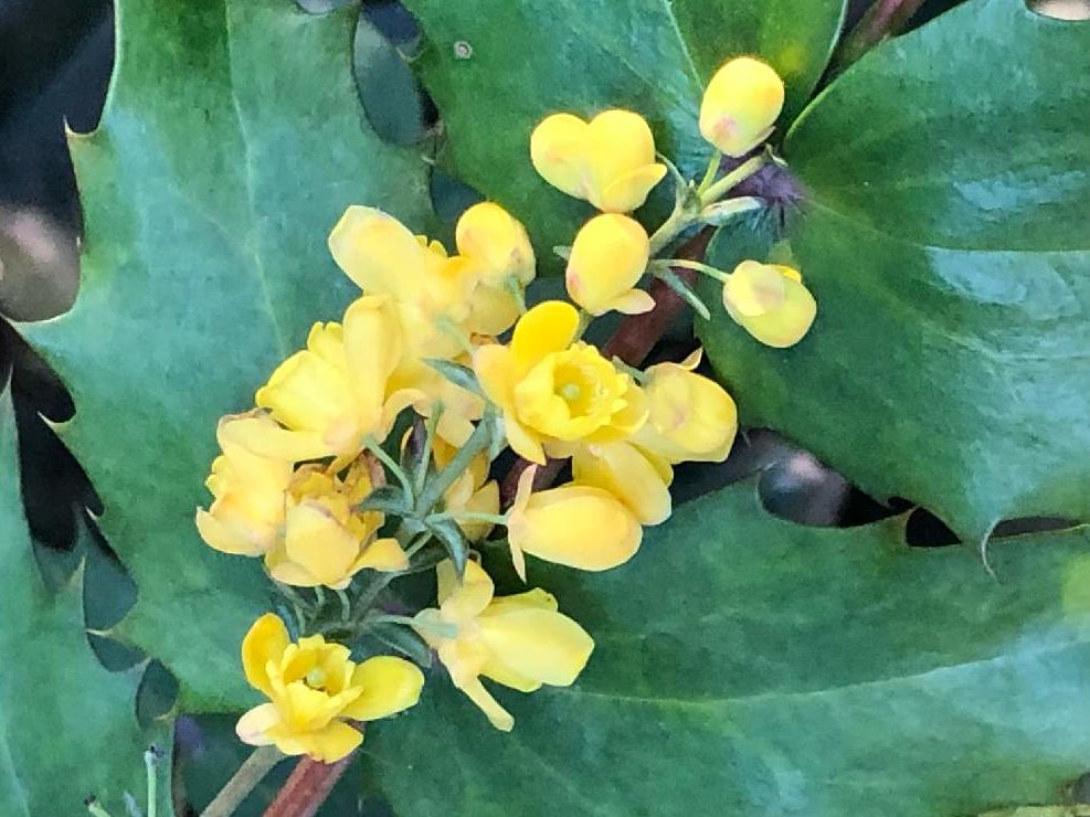 ヒイラギナンテン(柊南天)　黄色い花