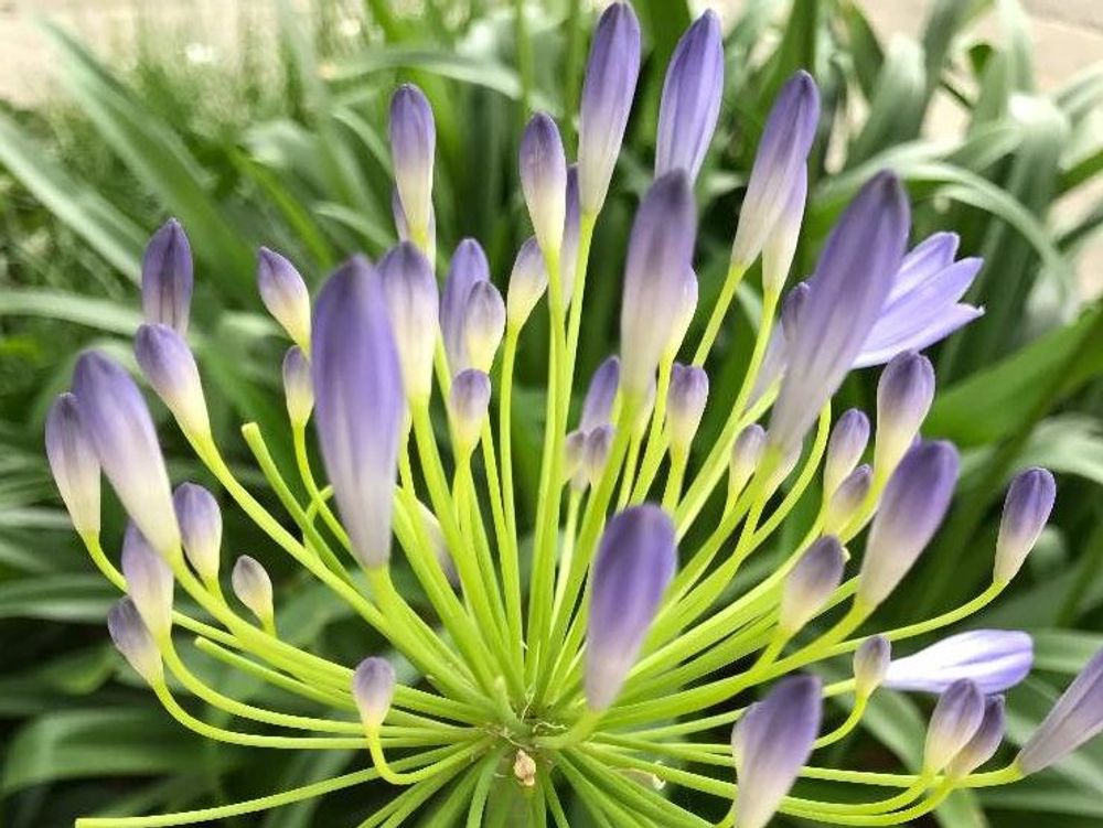 アガパンサス　紫色の花