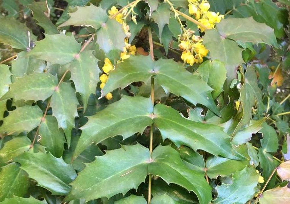 ヒイラギナンテン(柊南天)　黄色い花