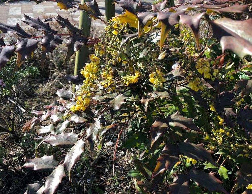 ヒイラギナンテン(柊南天)　黄色い花