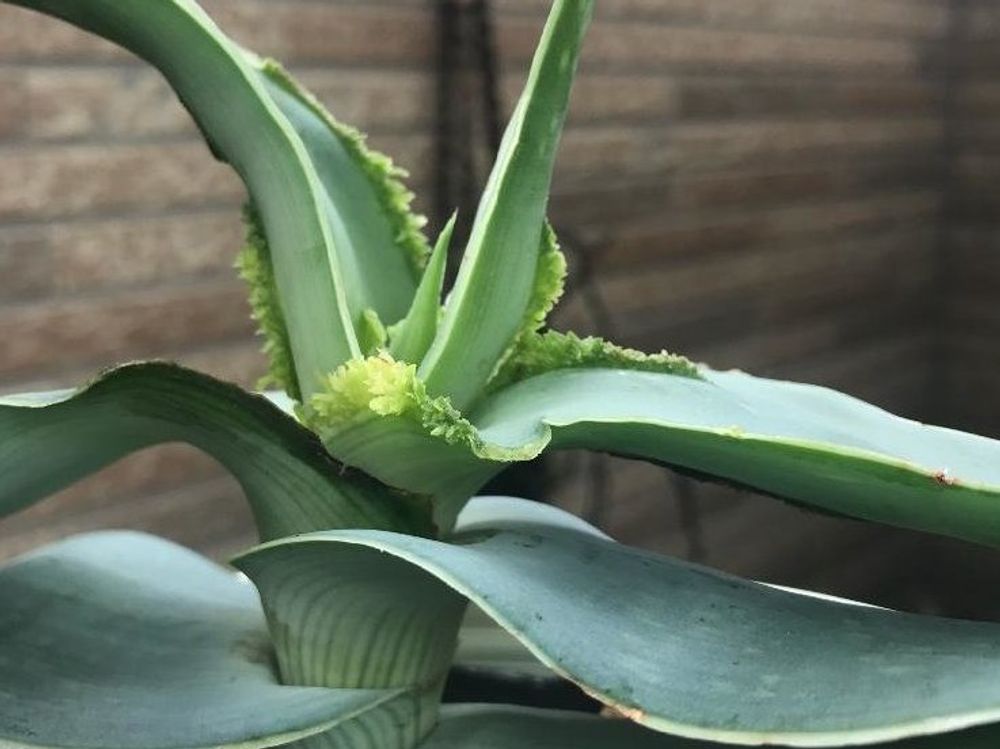 口紅アロエ　半日陰