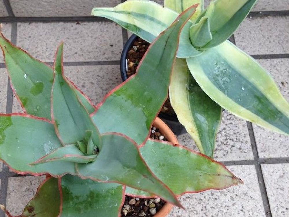 口紅アロエ　鉢植え　屋外