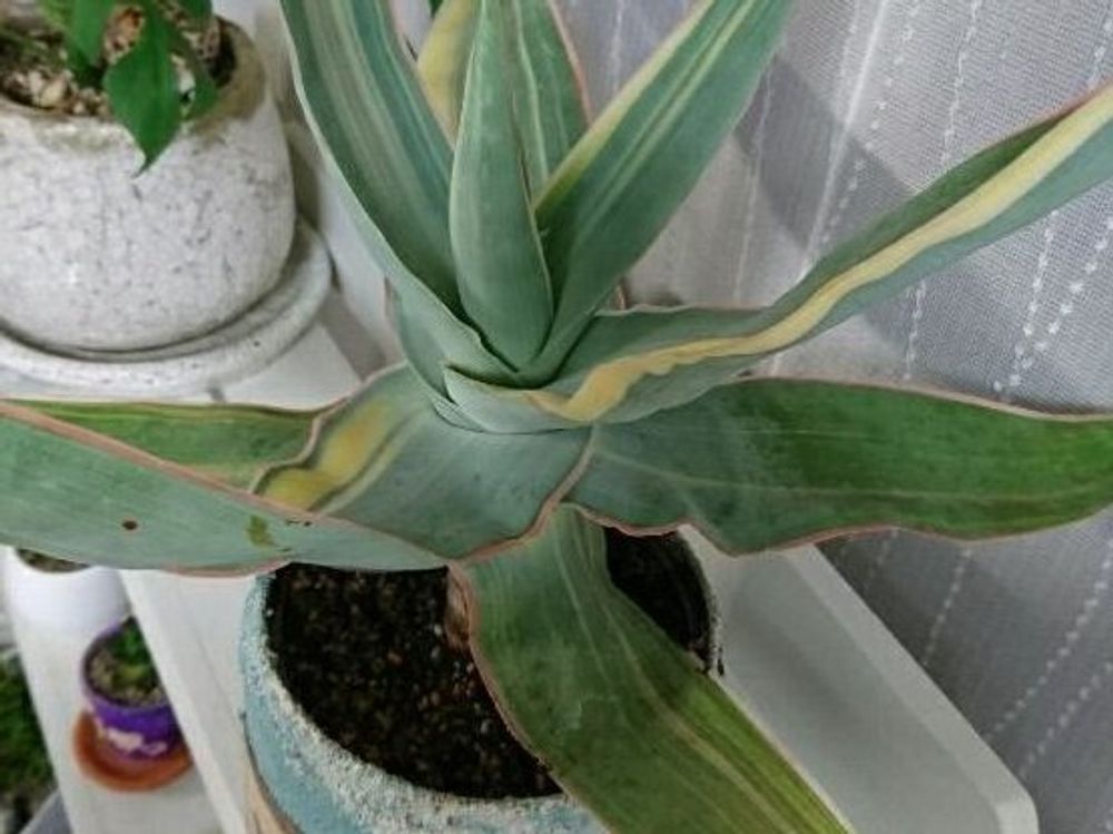 口紅アロエ　鉢植え